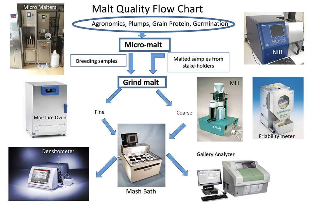 Learn About Malt Quality Testing Barley Breeding Program Montana State University 5353